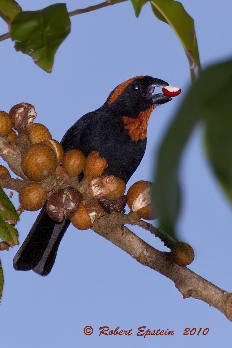 Puerto Rican Bullfinch - ML131714341