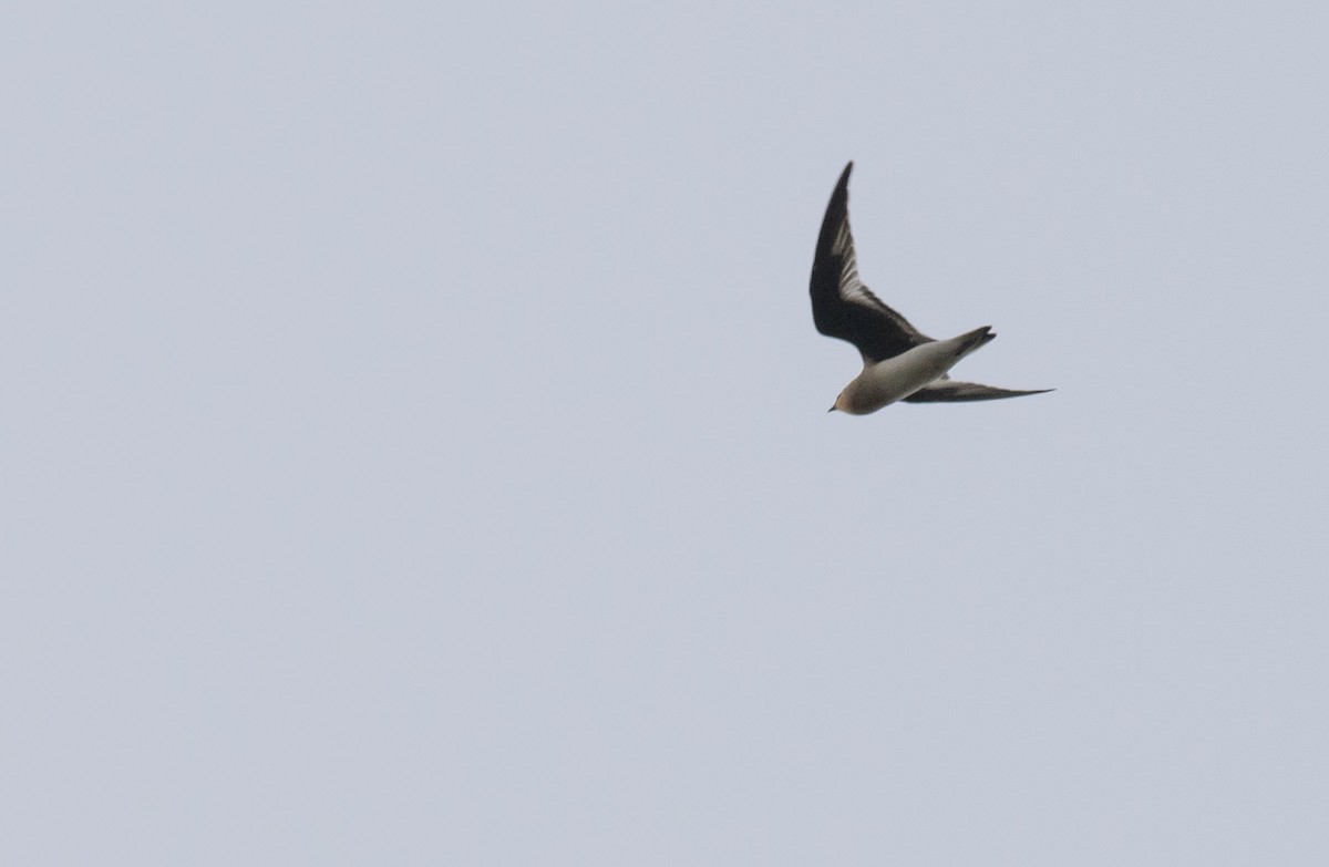 Small Pratincole - ML131714741