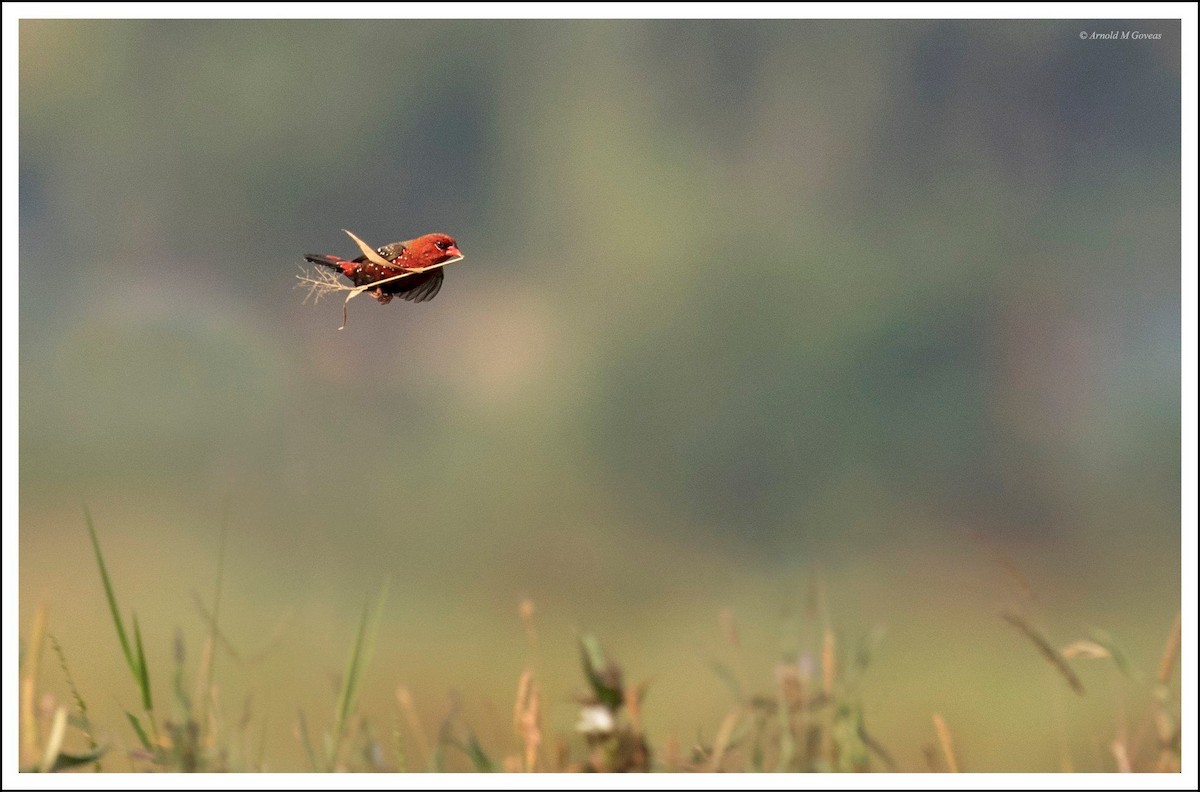 Bengalino comune - ML131714951