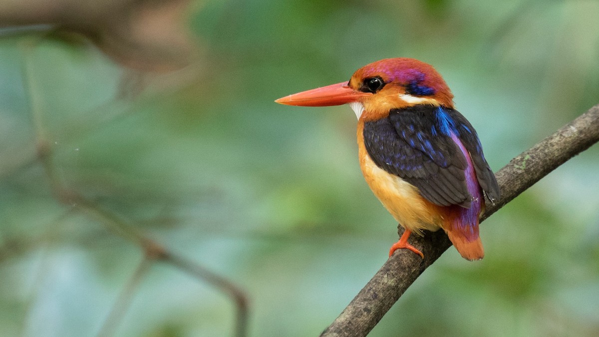 Black-backed Dwarf-Kingfisher - ML131715171