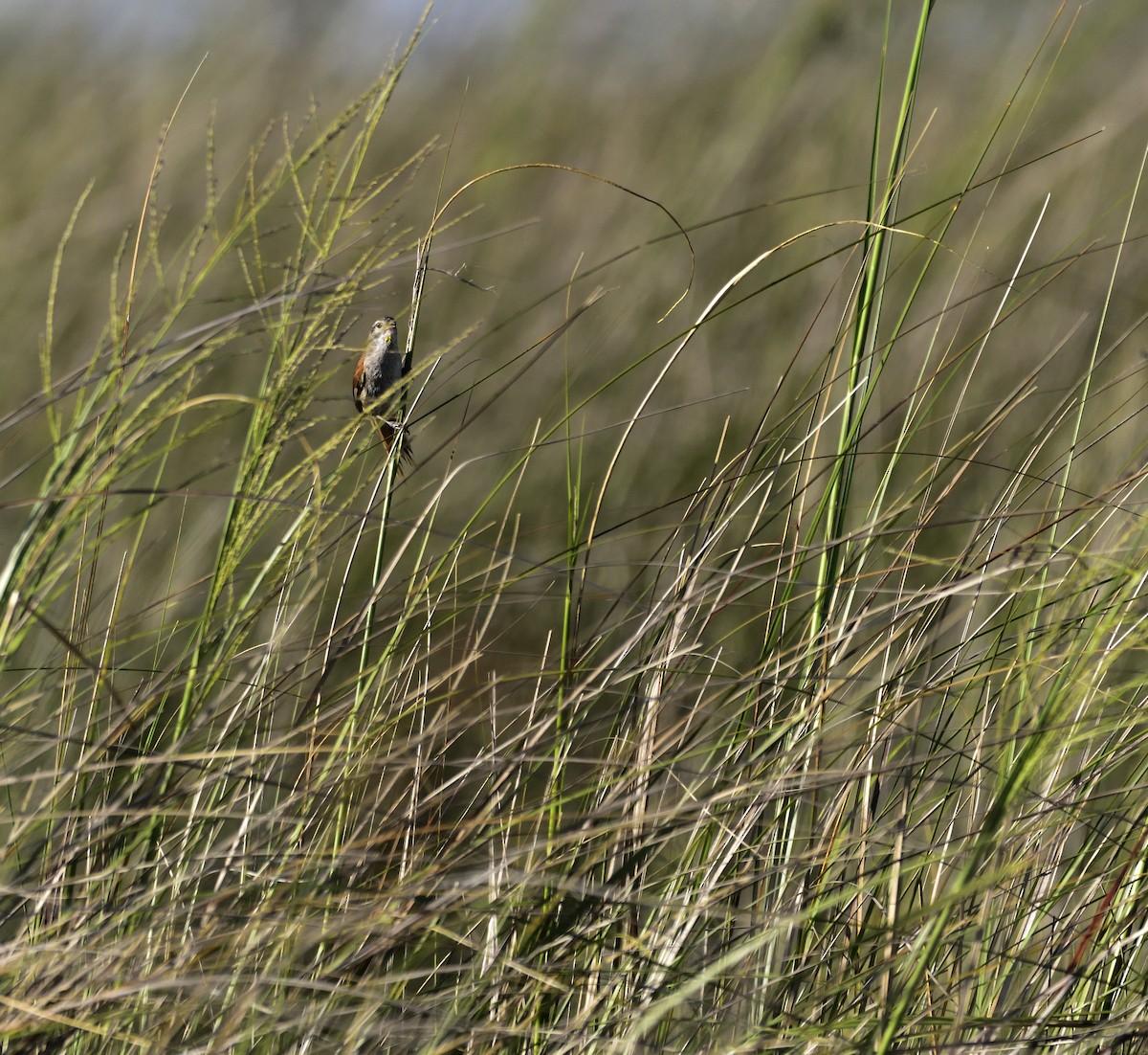 Sulphur-bearded Reedhaunter - ML131715301