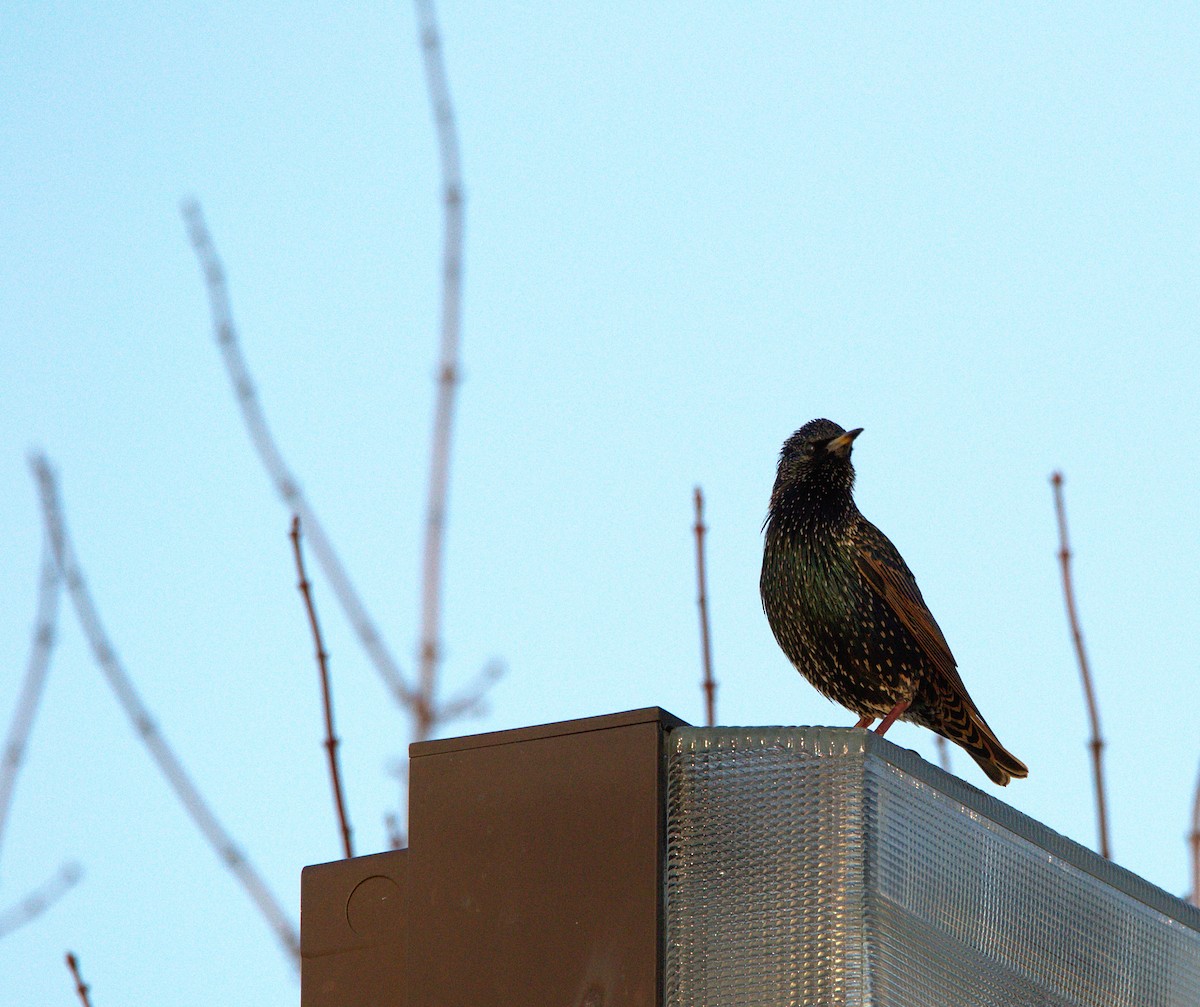 European Starling - ML131715611