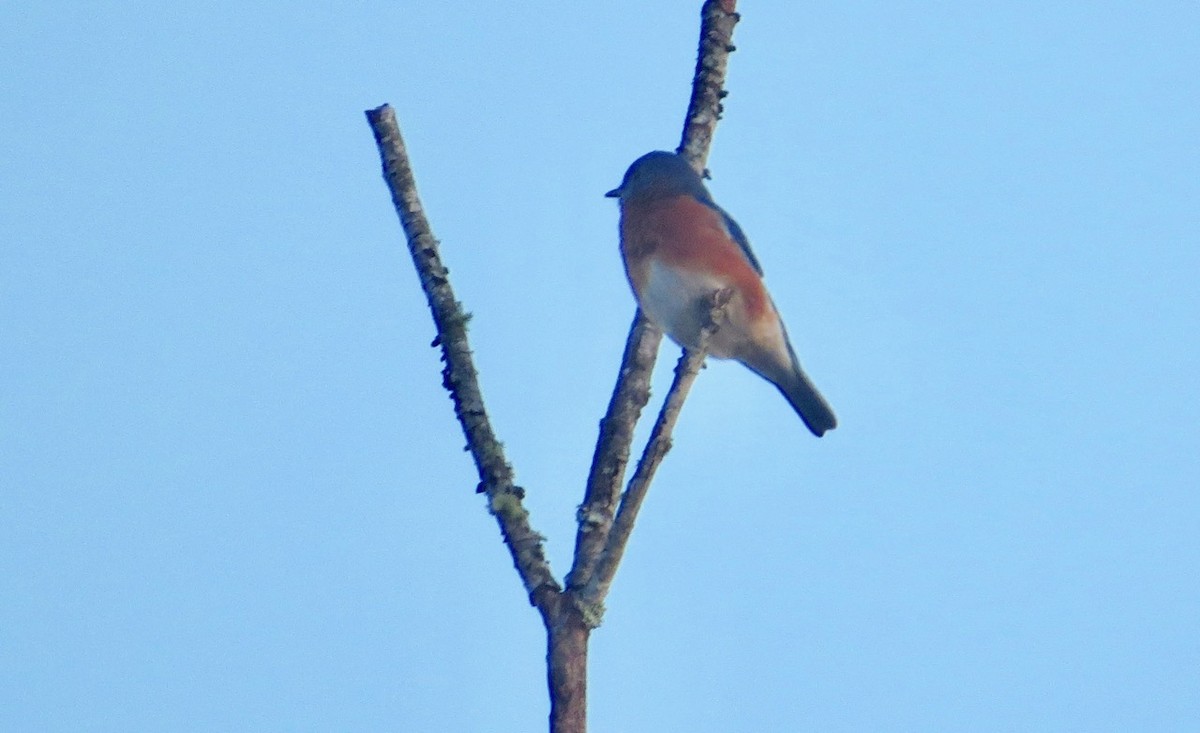 Eastern Bluebird - ML131716801