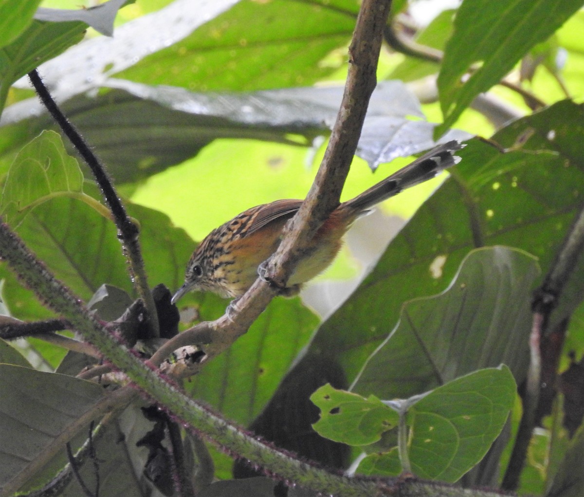 Streak-headed Antbird - ML131716811