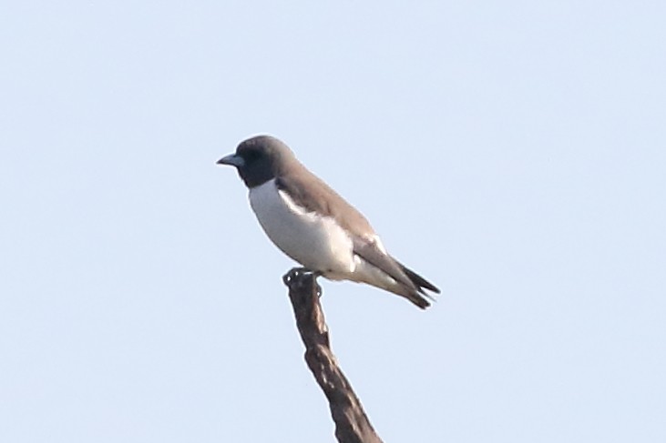 White-breasted Woodswallow - Christopher Escott