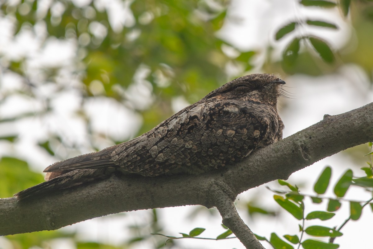 Jungle Nightjar - Poorna T