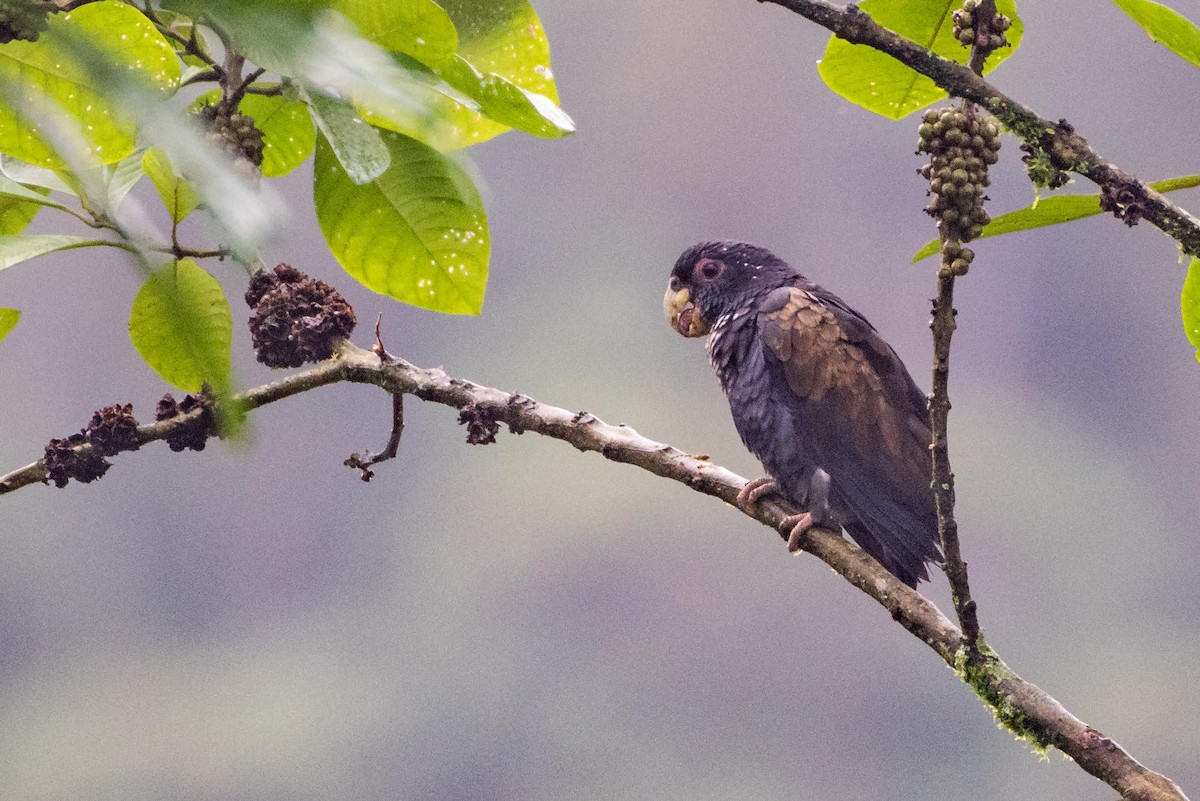 Bronze-winged Parrot - ML131719571