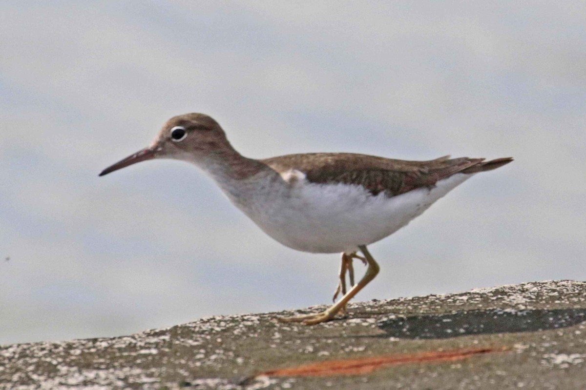 Spotted Sandpiper - ML131720401
