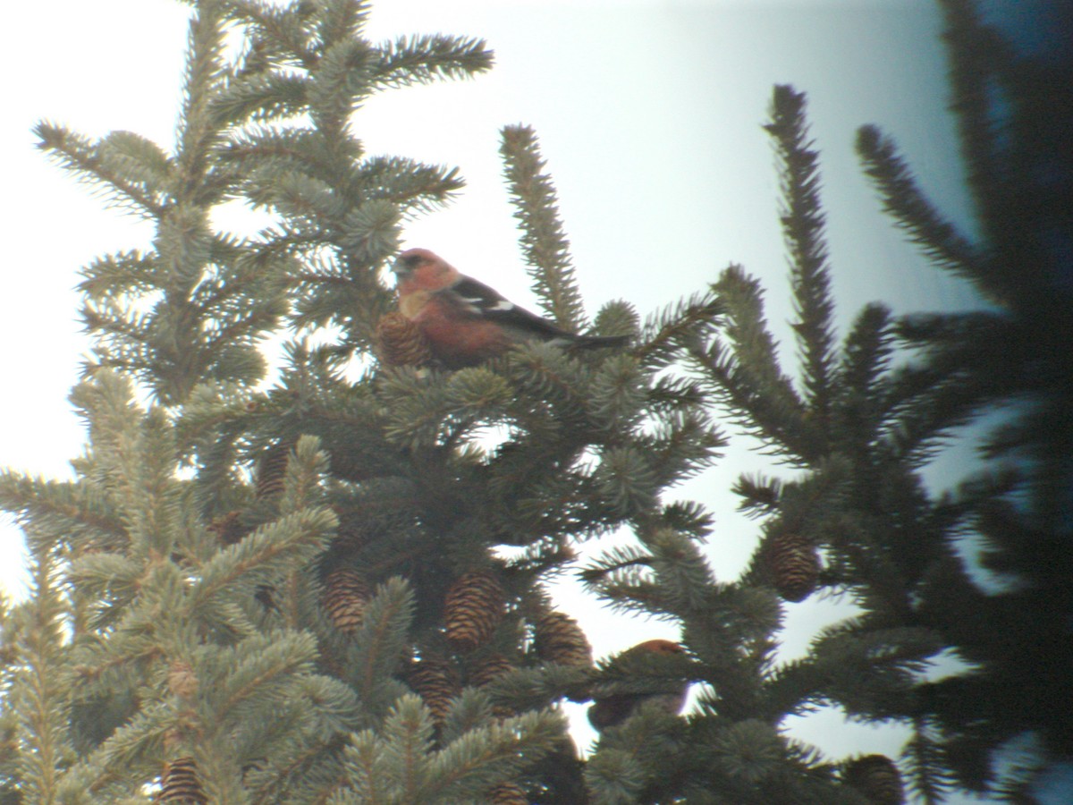 White-winged Crossbill - ML131722221