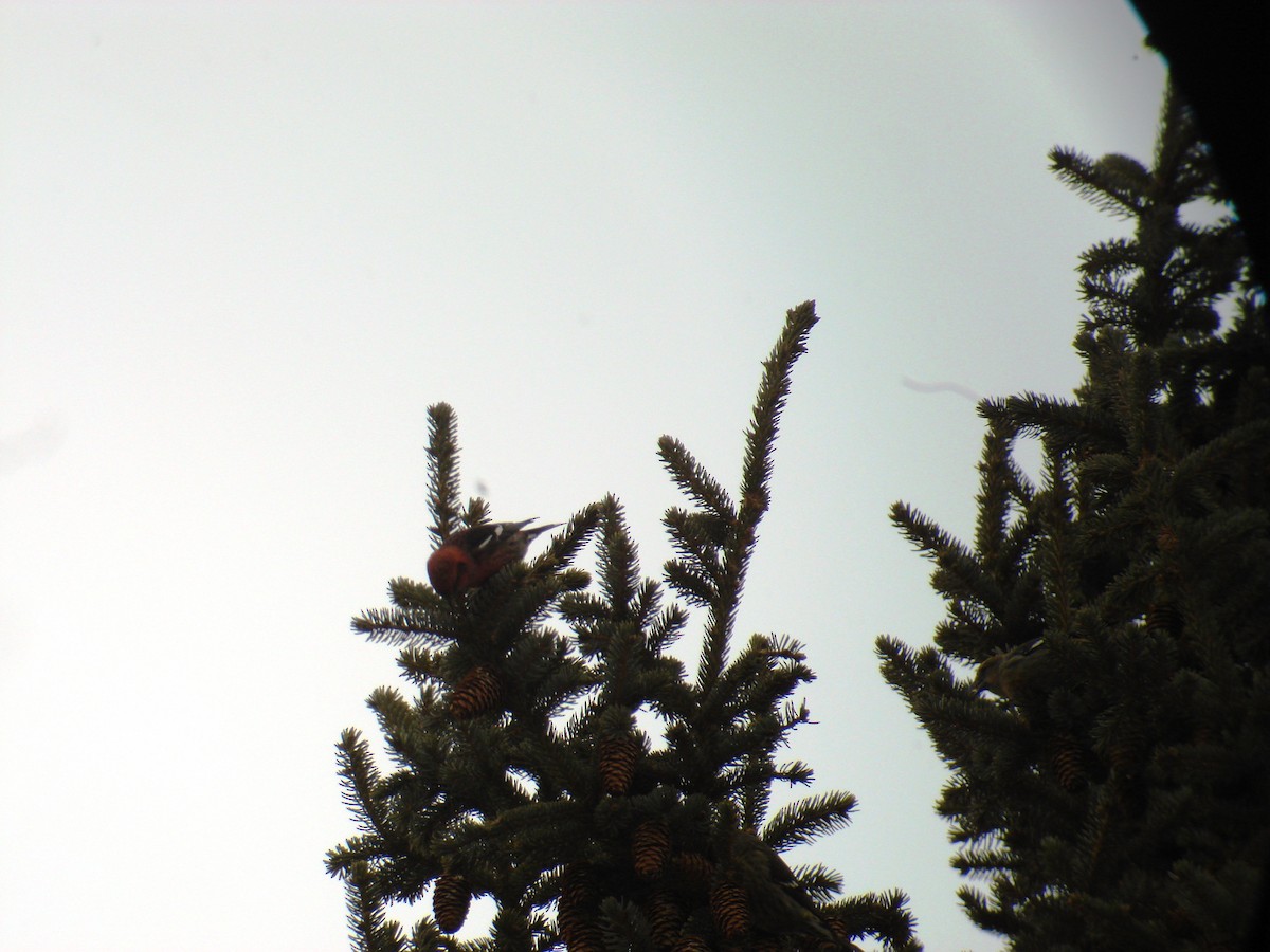 White-winged Crossbill - ML131722351