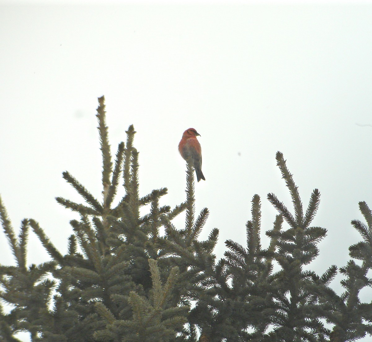 White-winged Crossbill - Steve Butterworth