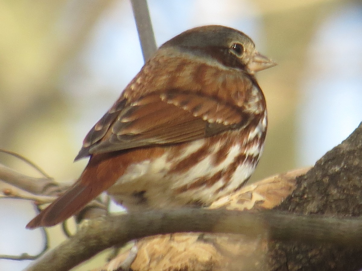 Fox Sparrow - ML131723391