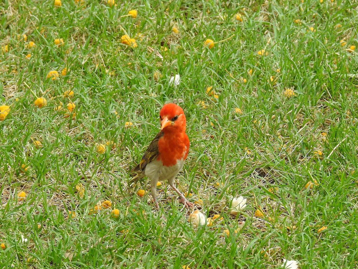 Red-headed Weaver - Andre Steyn