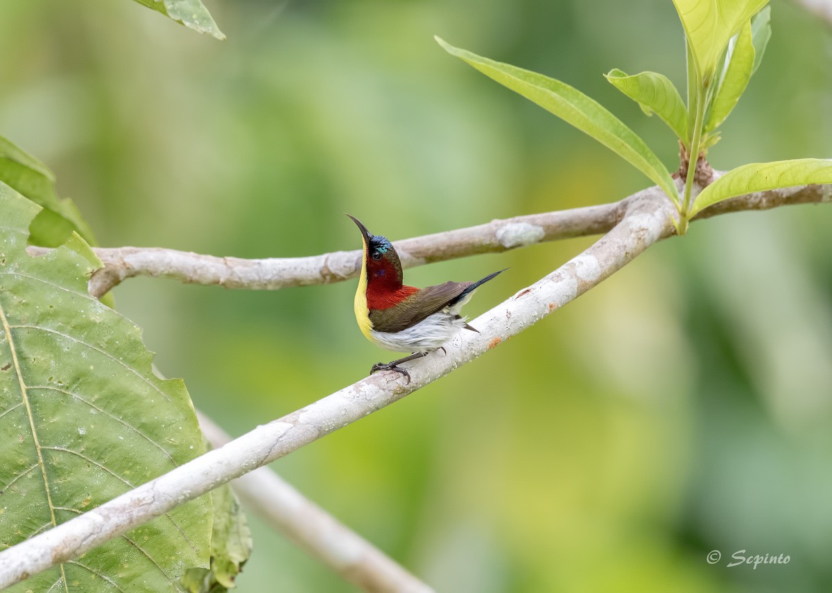 Handsome Sunbird - Shailesh Pinto