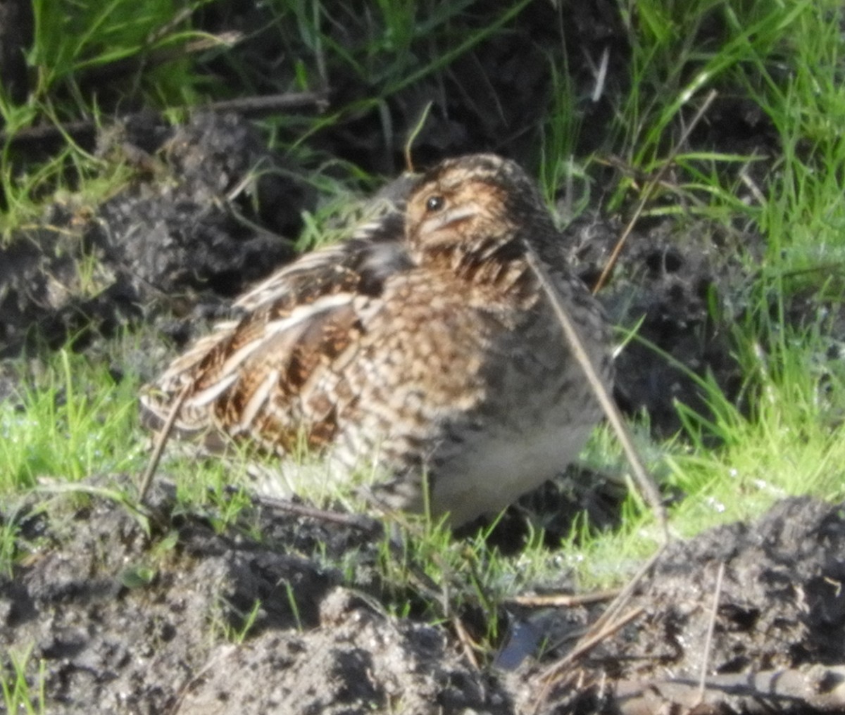 Wilson's Snipe - ML131725211