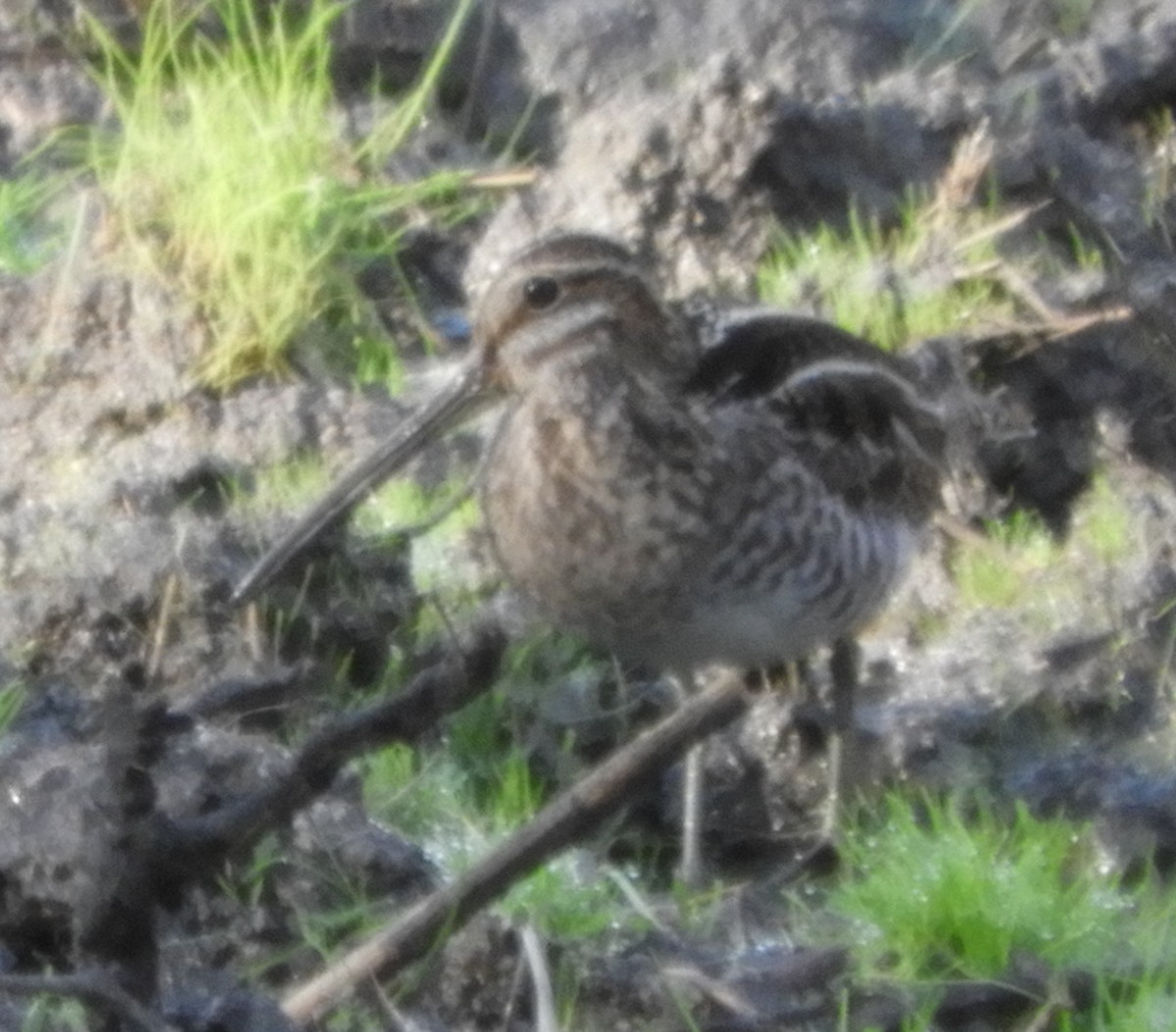 Wilson's Snipe - Nina Jones