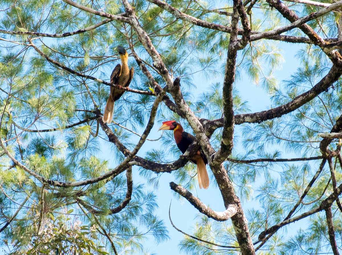 Rufous Hornbill - ML131726151