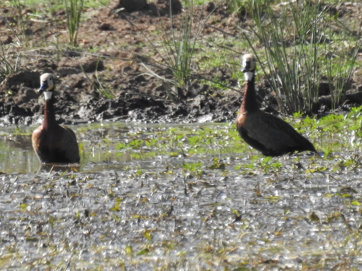 White-faced Whistling-Duck - Andre Steyn