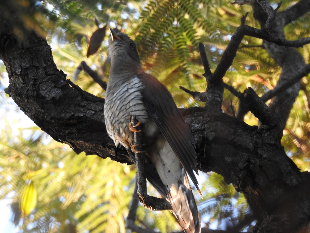 Red-chested Cuckoo - Andre Steyn