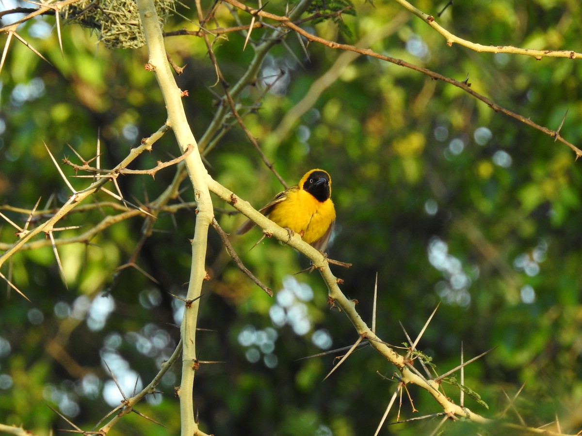 Lesser Masked-Weaver - Andre Steyn