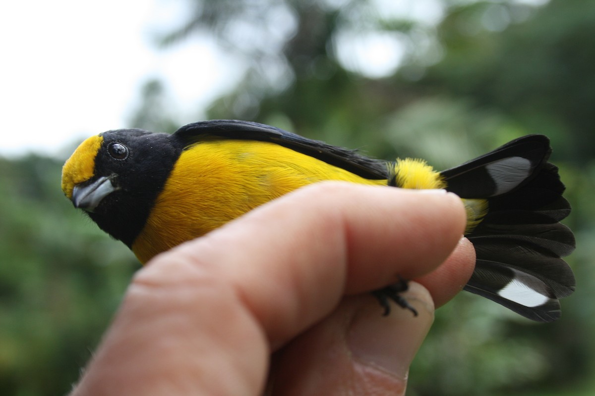 Orange-bellied Euphonia - ML131728061