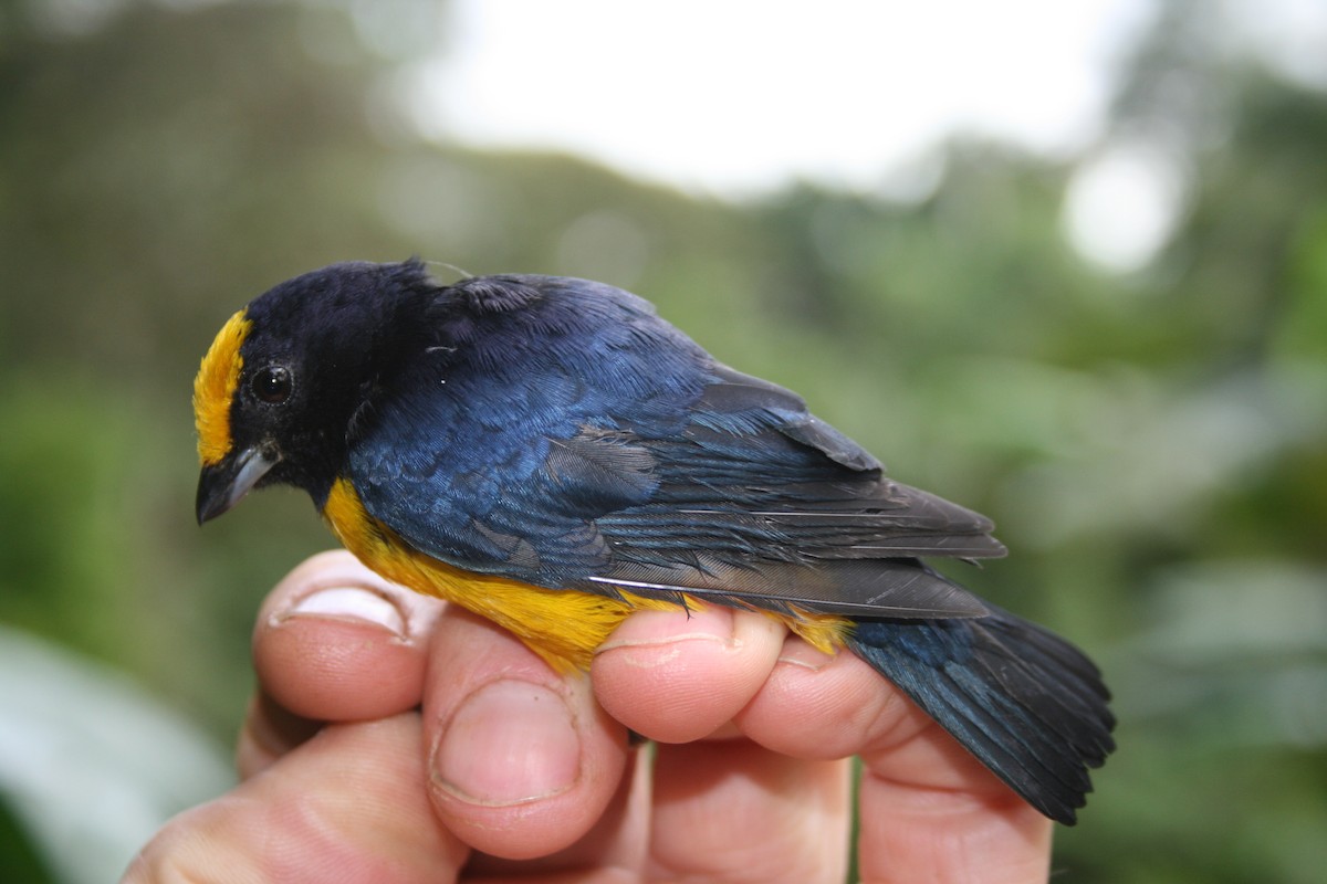 Orange-bellied Euphonia - ML131728081