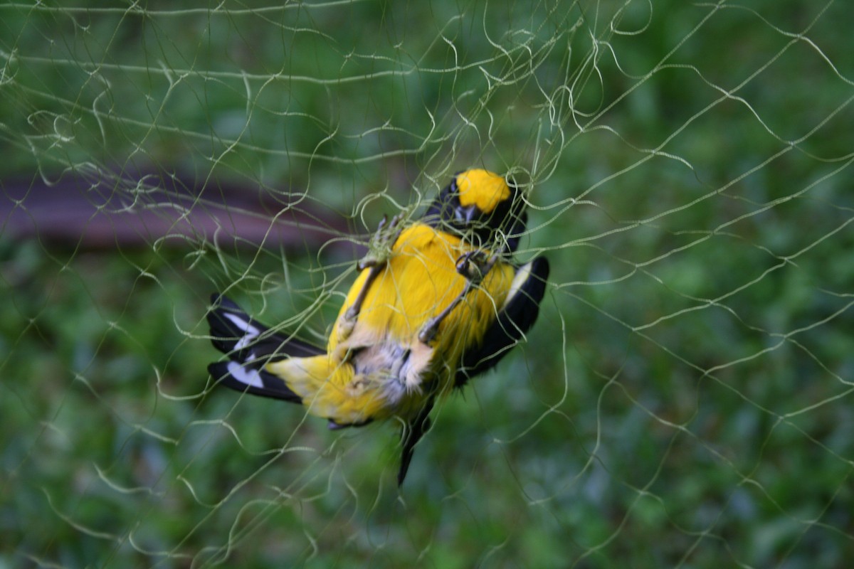 Orange-bellied Euphonia - ML131728091