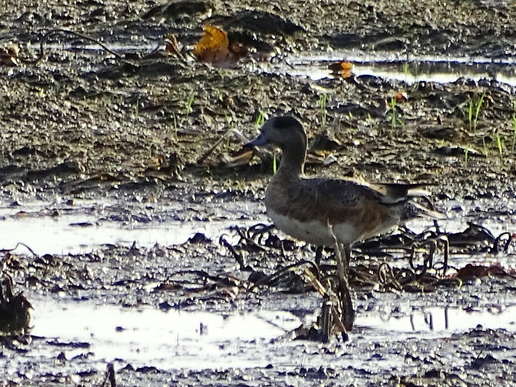 American Wigeon - ML131729321