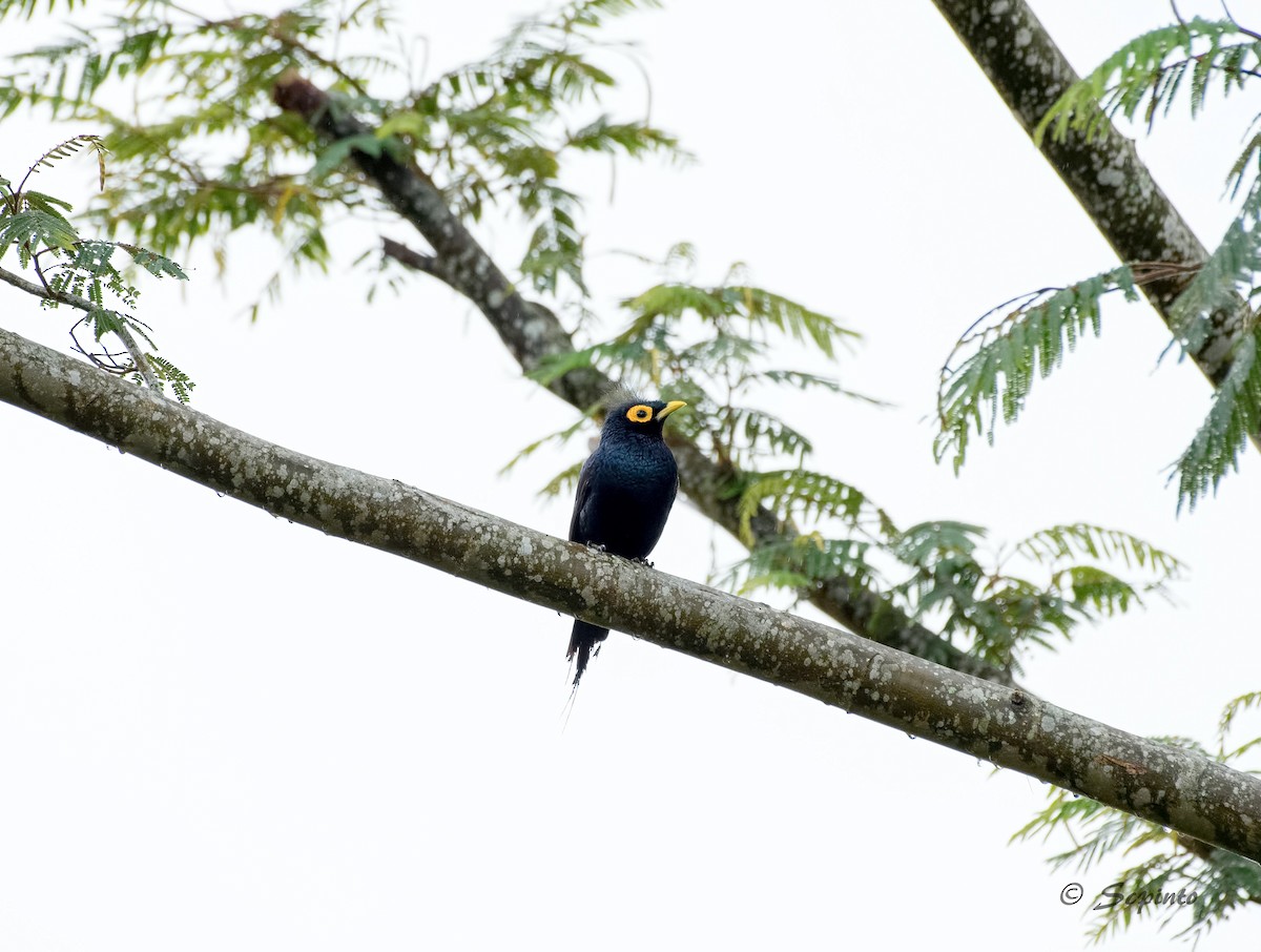 Apo Myna - Shailesh Pinto