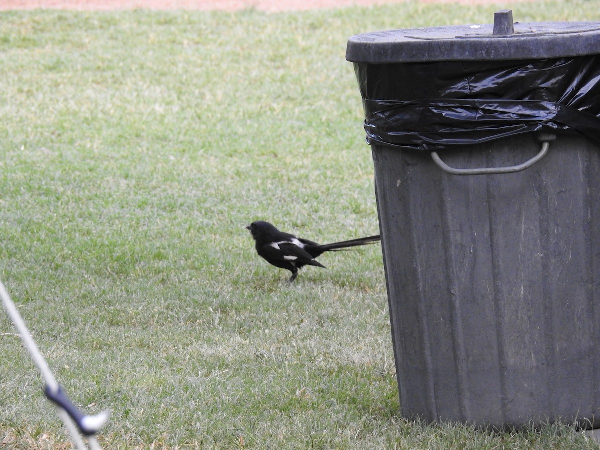 Magpie Shrike - ML131729751