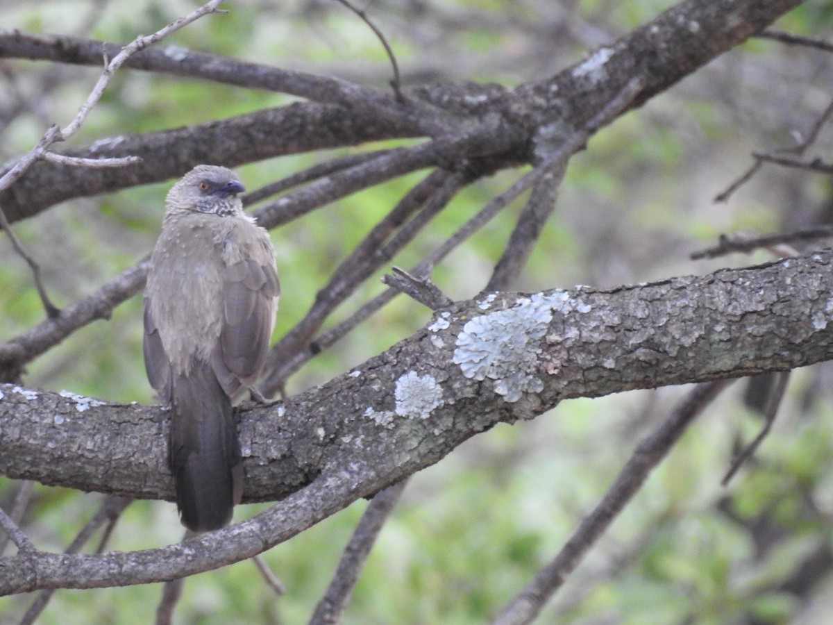 Arrow-marked Babbler - Andre Steyn