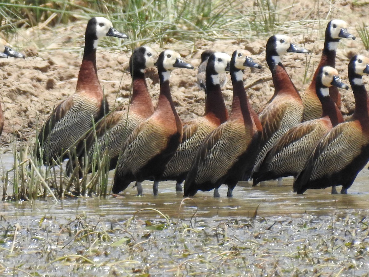 White-faced Whistling-Duck - Andre Steyn