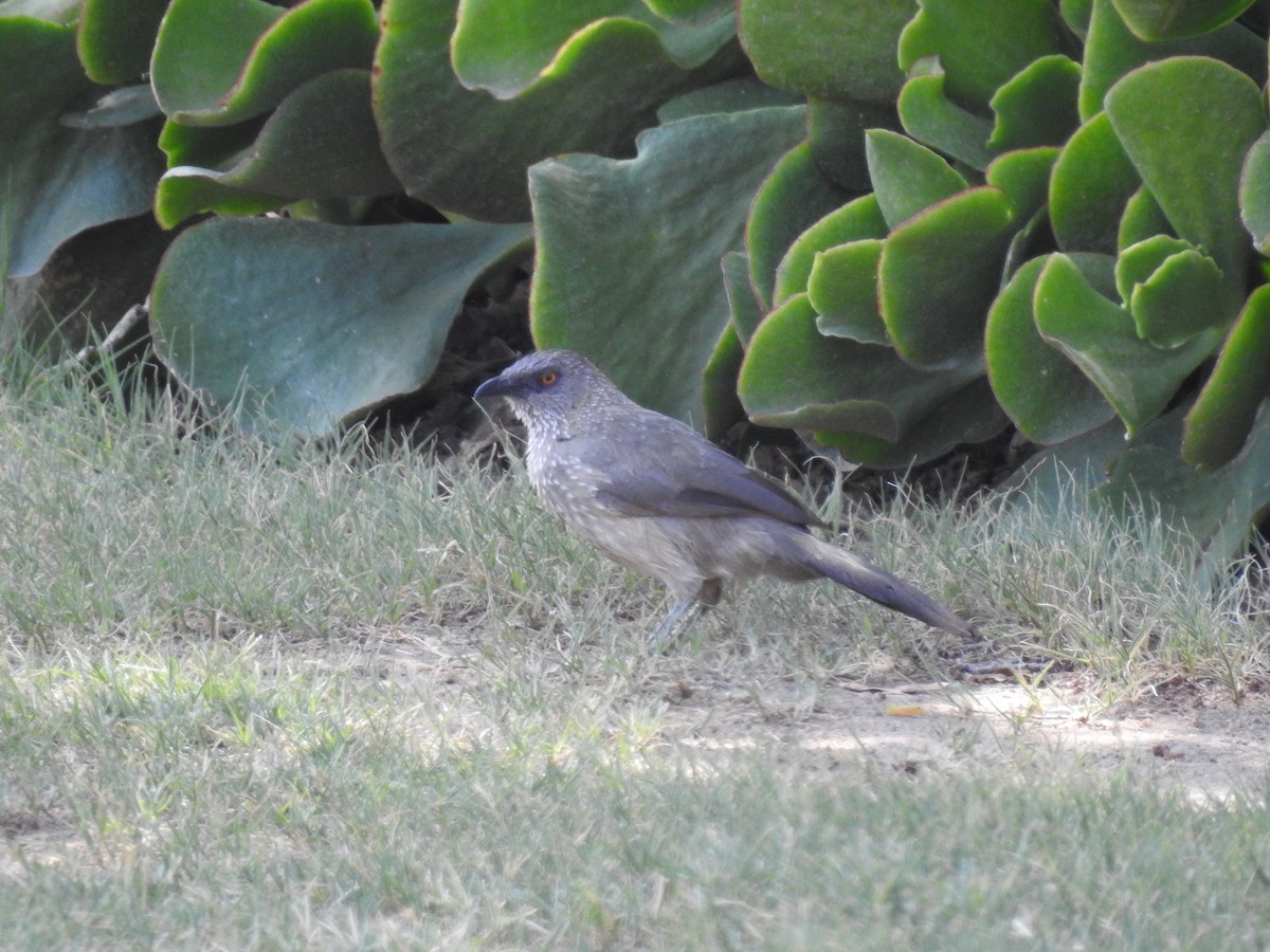 Arrow-marked Babbler - Andre Steyn