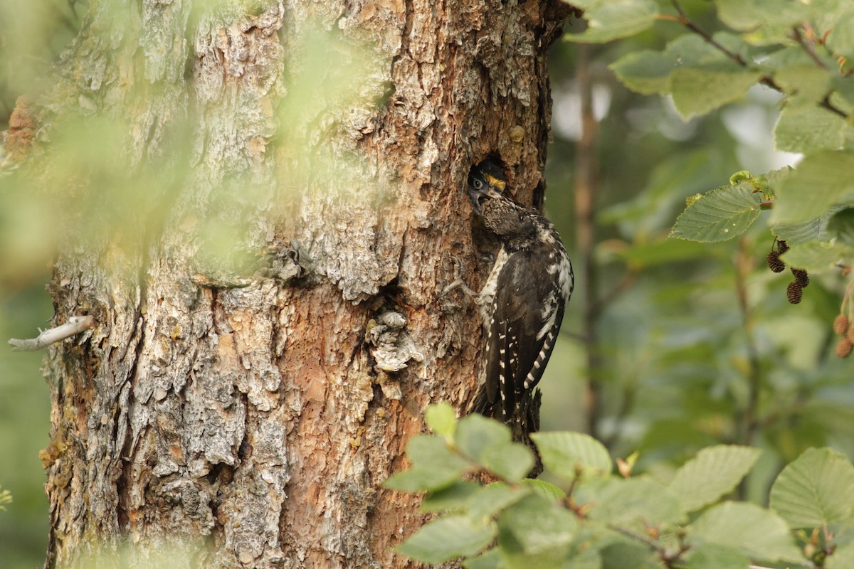 American Three-toed Woodpecker - Steve Bennett