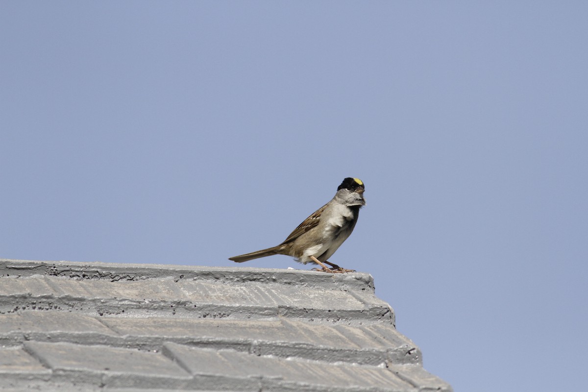 Golden-crowned Sparrow - Steve Bennett