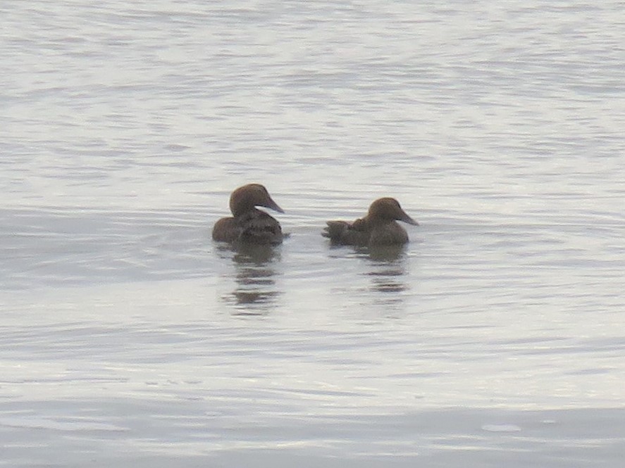 Common Eider - Hilda Flamholtz