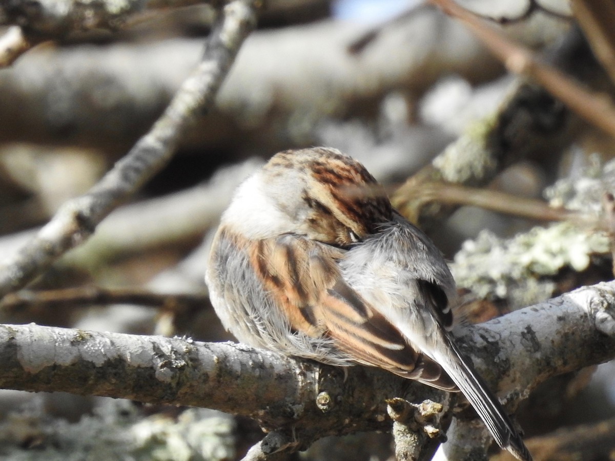 Chipping Sparrow - ML131732251