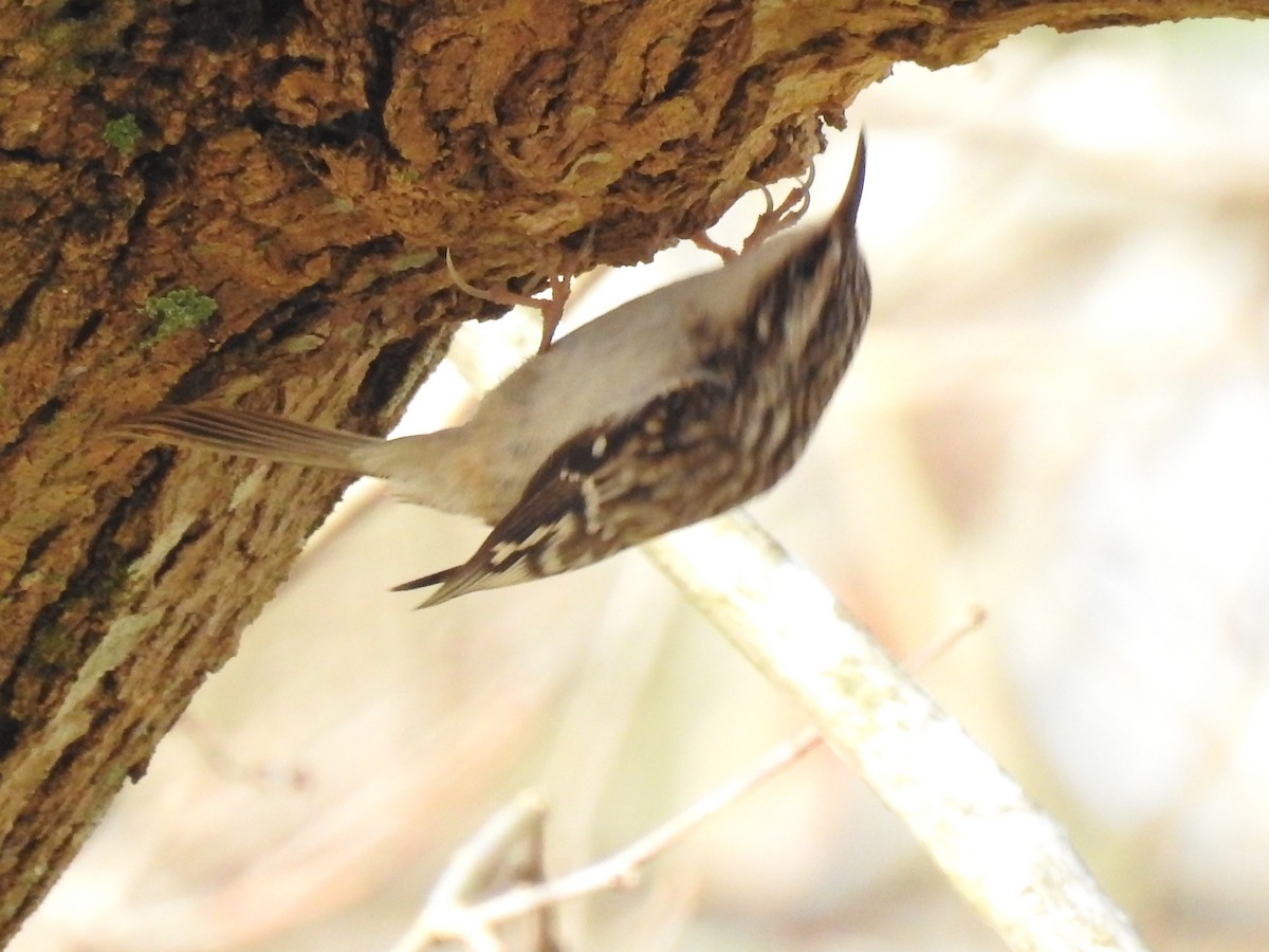 Brown Creeper - ML131732281