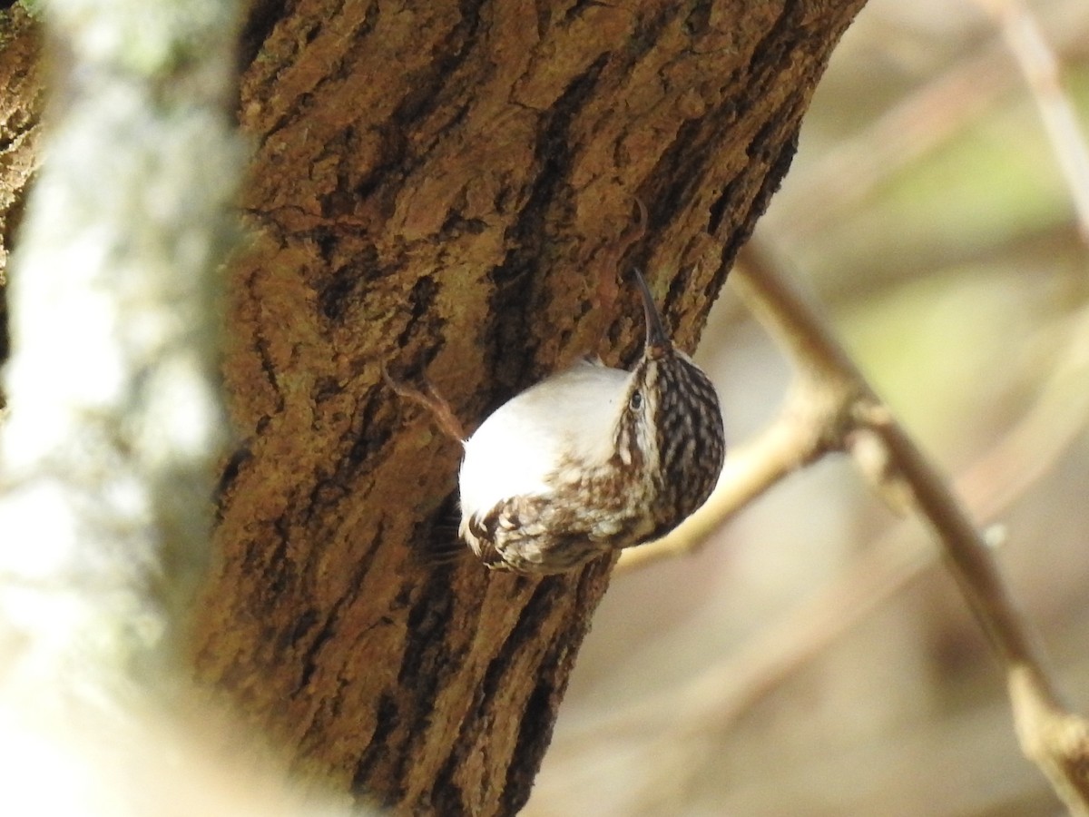 Brown Creeper - ML131732291