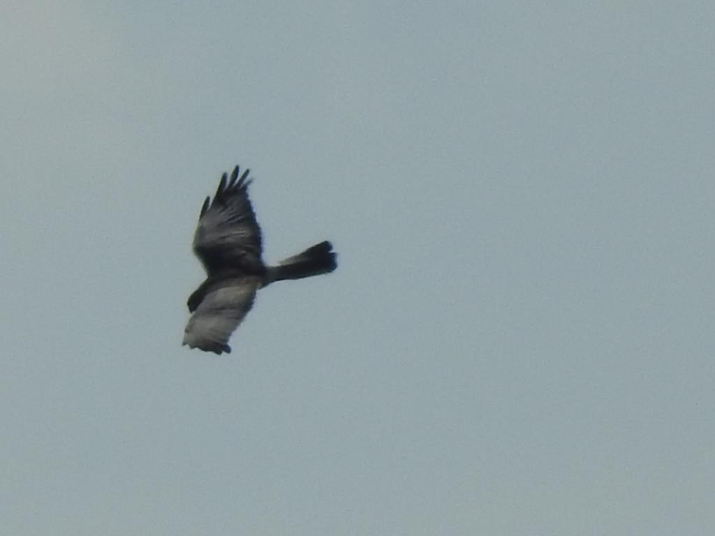 Northern Harrier - ML131733051