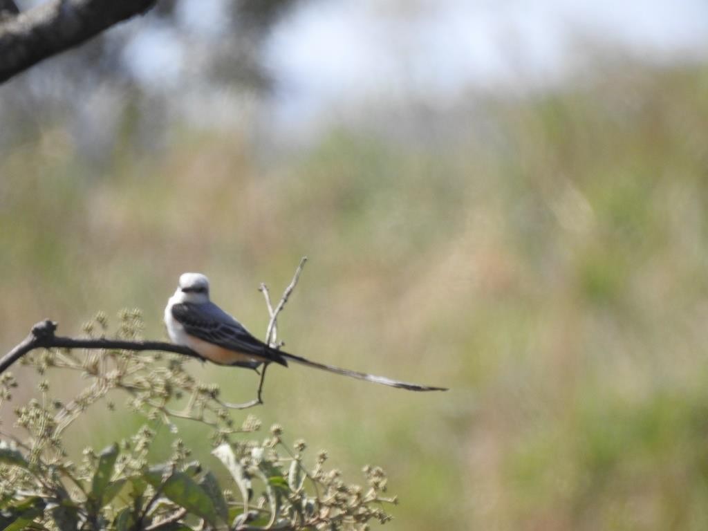 Scissor-tailed Flycatcher - ML131733801