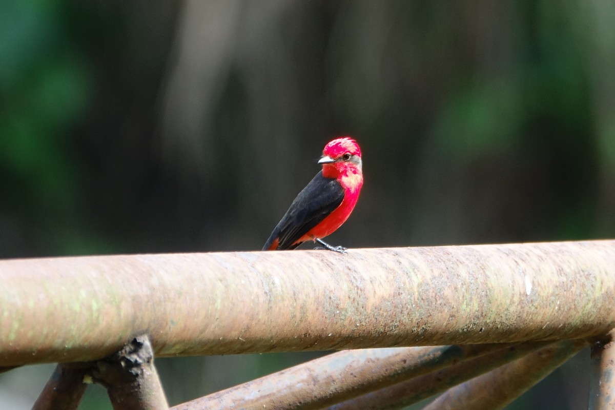 Vermilion Flycatcher - ML131734831