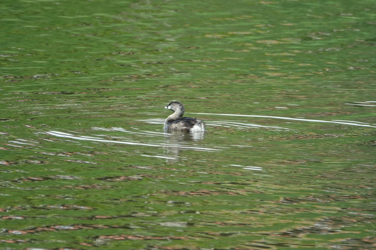 Pied-billed Grebe - ML131735081