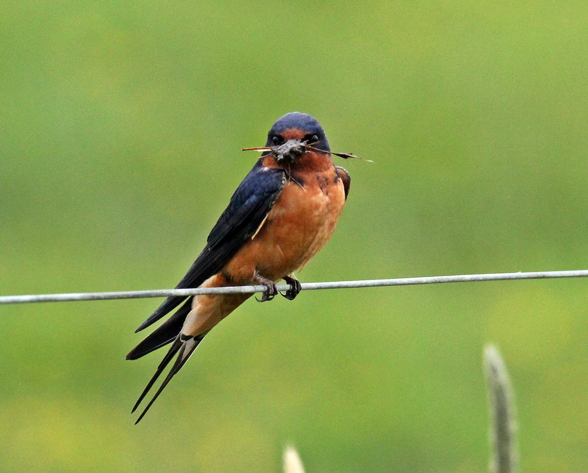 Golondrina Común - ML131736921