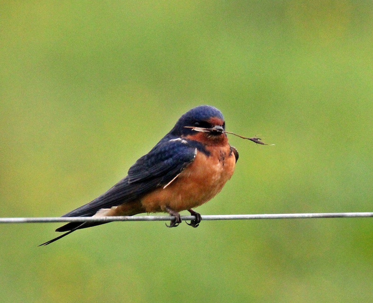 Barn Swallow - ML131736931