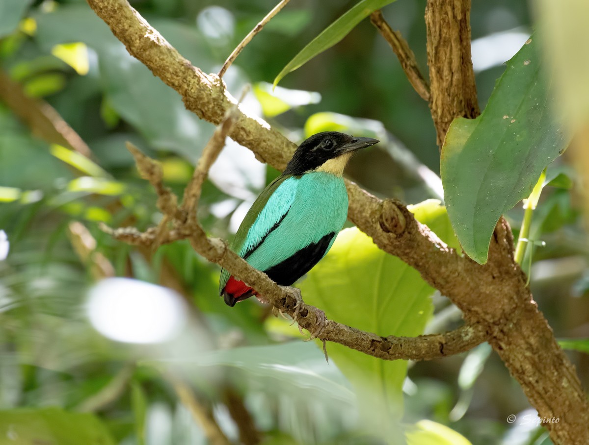 Azure-breasted Pitta - Shailesh Pinto