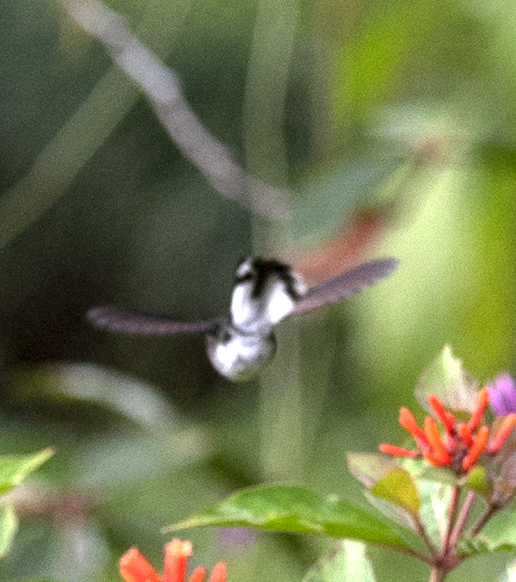 kolibřík zelenopláštíkový - ML131737861