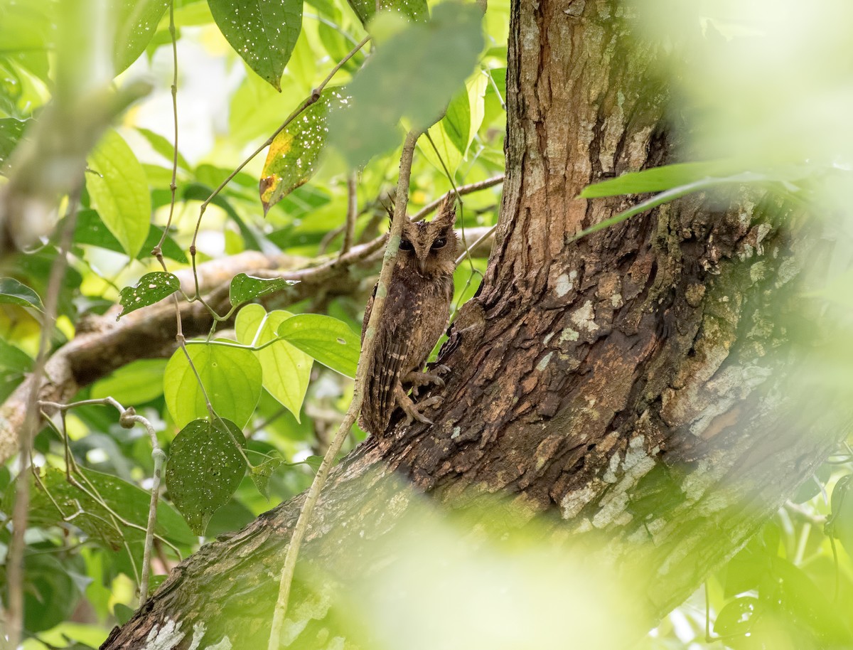 Everett's Scops-Owl - Shailesh Pinto