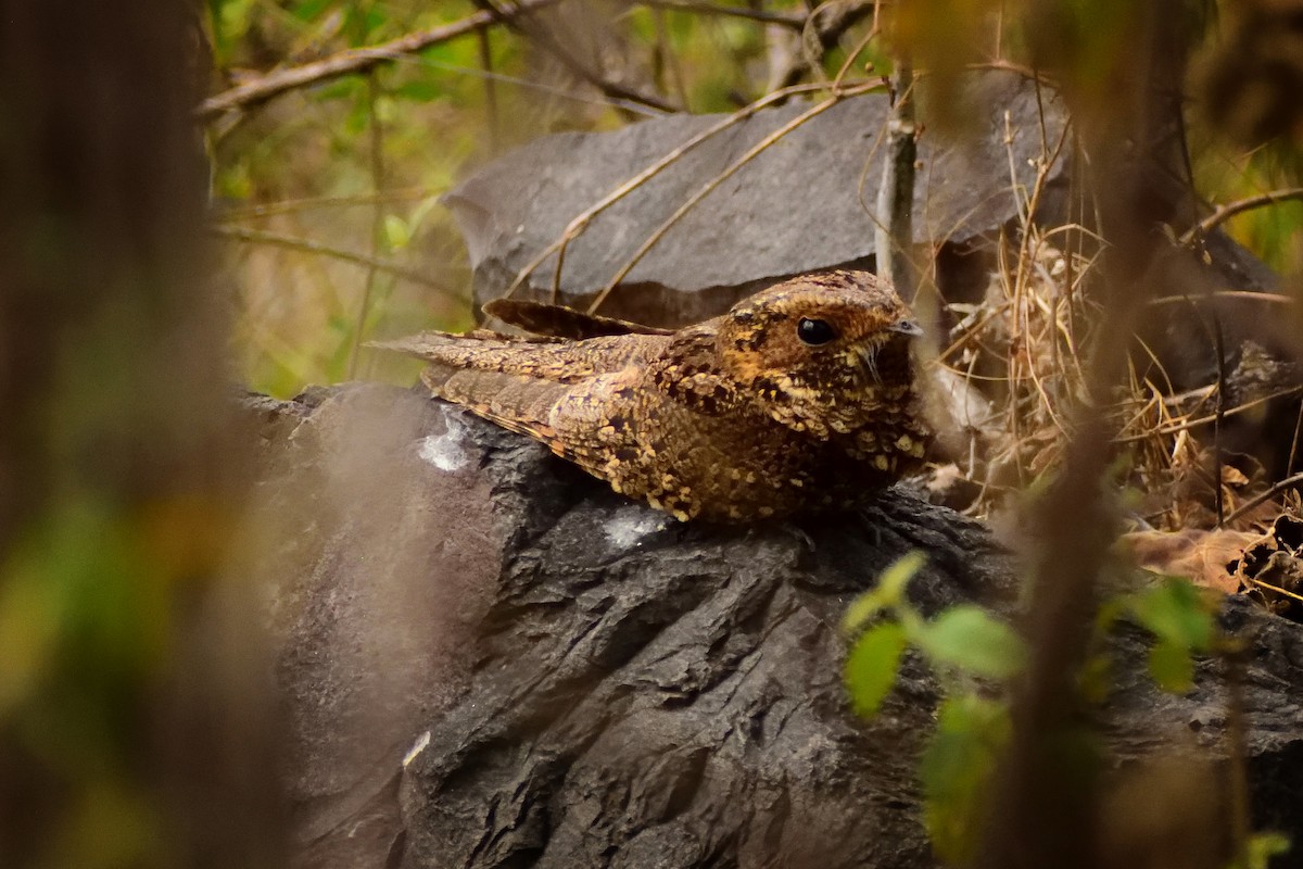 Buff-collared Nightjar - Ricardo Arredondo