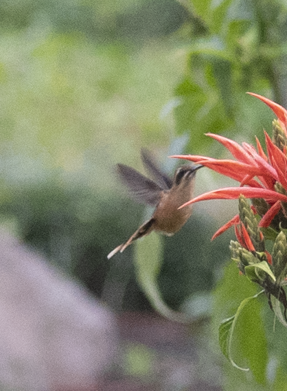 Stripe-throated Hermit - ML131742341